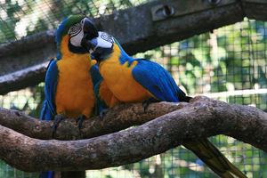 parque das aves - Arara